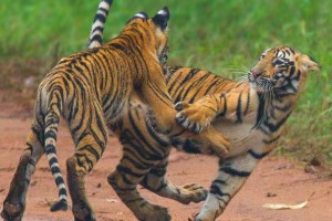 tigress choti tara seen with her two cubs in Tadoba Andhari tiger project