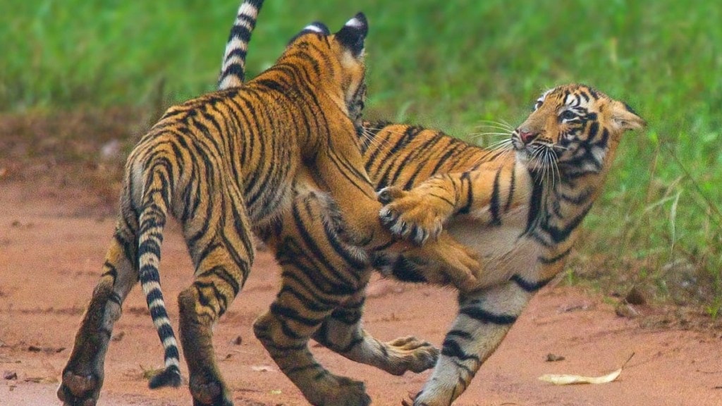 tigress choti tara seen with her two cubs in Tadoba Andhari tiger project