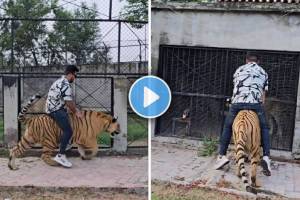 tiger Viral video Man rides a chained tiger in Pakistan