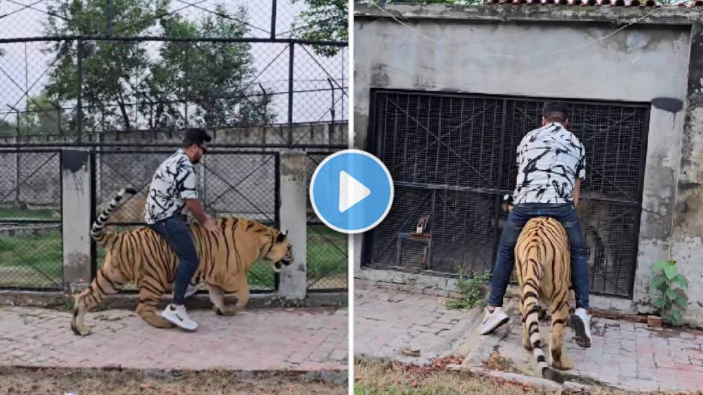 tiger Viral video Man rides a chained tiger in Pakistan