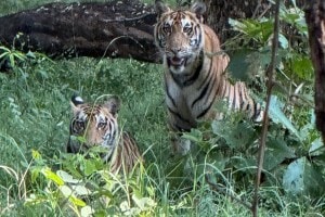 man died on the spot in tiger attack in chandrapur