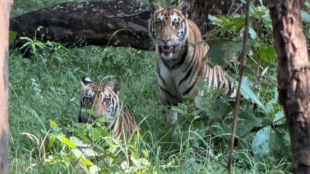 man died on the spot in tiger attack in chandrapur