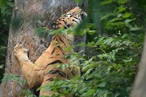 Tadoba Andhari Tiger Reserve, Chhota Matka, tiger