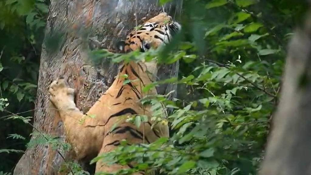 Tadoba Andhari Tiger Reserve, Chhota Matka, tiger