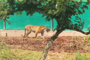 tigress in tadoba andhari tiger project in maharashtra released into similipal tiger reserve in odisha