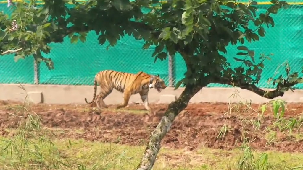 tigress in tadoba andhari tiger project in maharashtra released into similipal tiger reserve in odisha