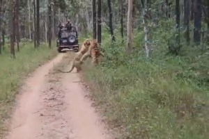 Two Tigress Fighting Over Boundary Dispute