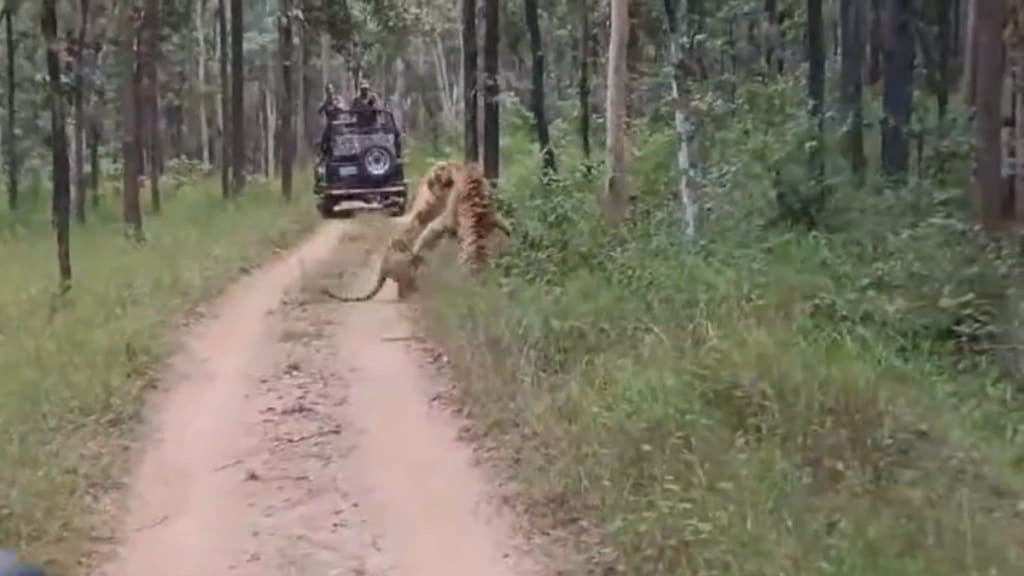 Two Tigress Fighting Over Boundary Dispute