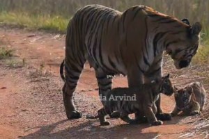 Video captured of collarwali tigress and her cubs while playing in Tadoba Andhari Tiger Project