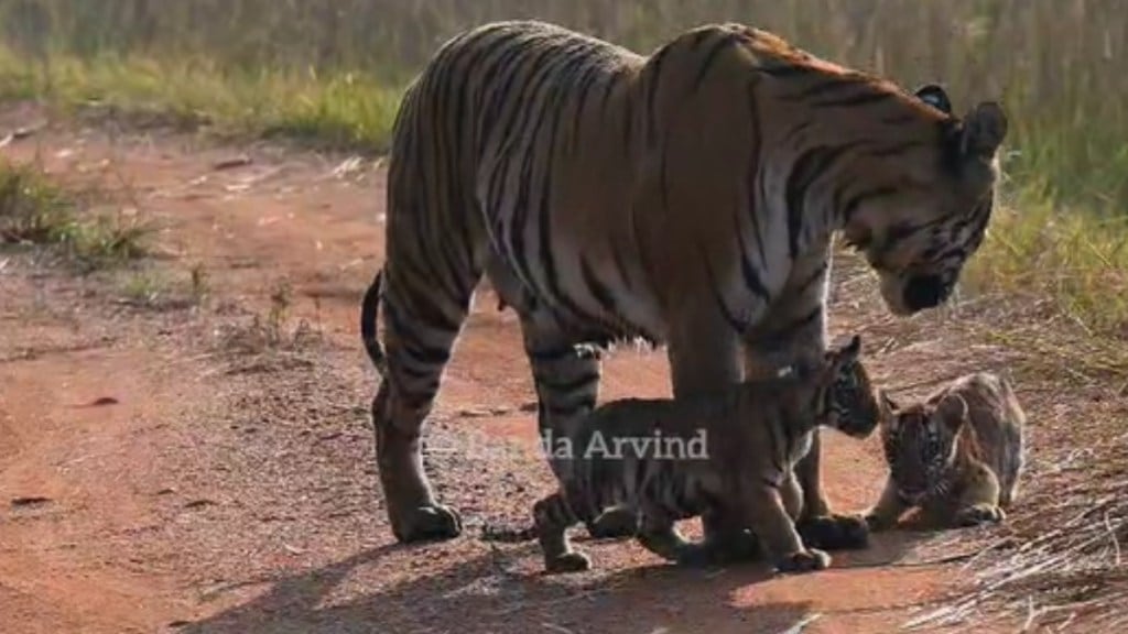 Video captured of collarwali tigress and her cubs while playing in Tadoba Andhari Tiger Project