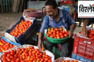 tomato prices rising