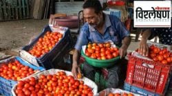 टोमॅटो प्रतिकिलो १०० रुपयांवर; टोमॅटोचे दर वाढण्यामागील कारणं काय? दर चढेच राहणार की खाली येणार; नेमकी परिस्थिती काय?