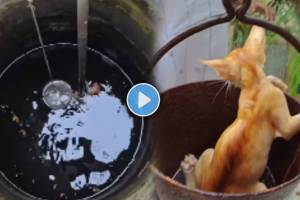 viral video of kitten fell into the well