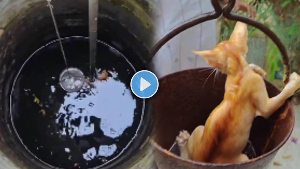 viral video of kitten fell into the well