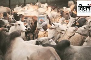 what is livestock census