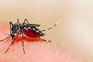 Zika cases continue to rise in Pune More pregnant patients