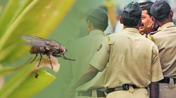 Flies Helped Police : पोलिसांनी उडत्या माश्यांच्या मदतीने कसा लावला १९ वर्षीय आरोपीने केलेल्या हत्येचा छडा?