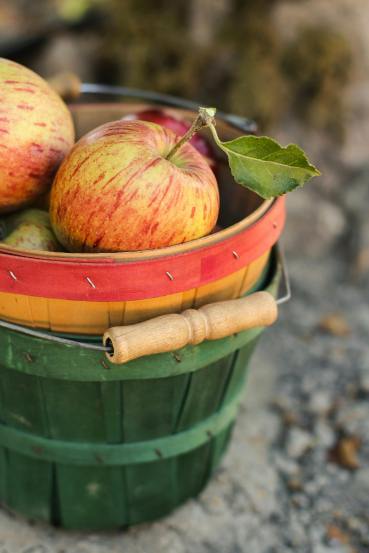 why is an apple must to include in your regular diet benefits of fibre rich apple