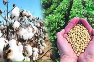 Increase in cotton soybean prices print politics news