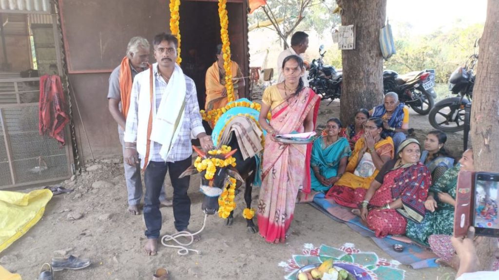 Cows dohale jevan ceremony held in Buldhana district