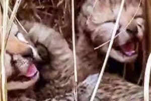 Neerva female leopard gives birth to cubs in Kuno National Park in Madhya Pradesh