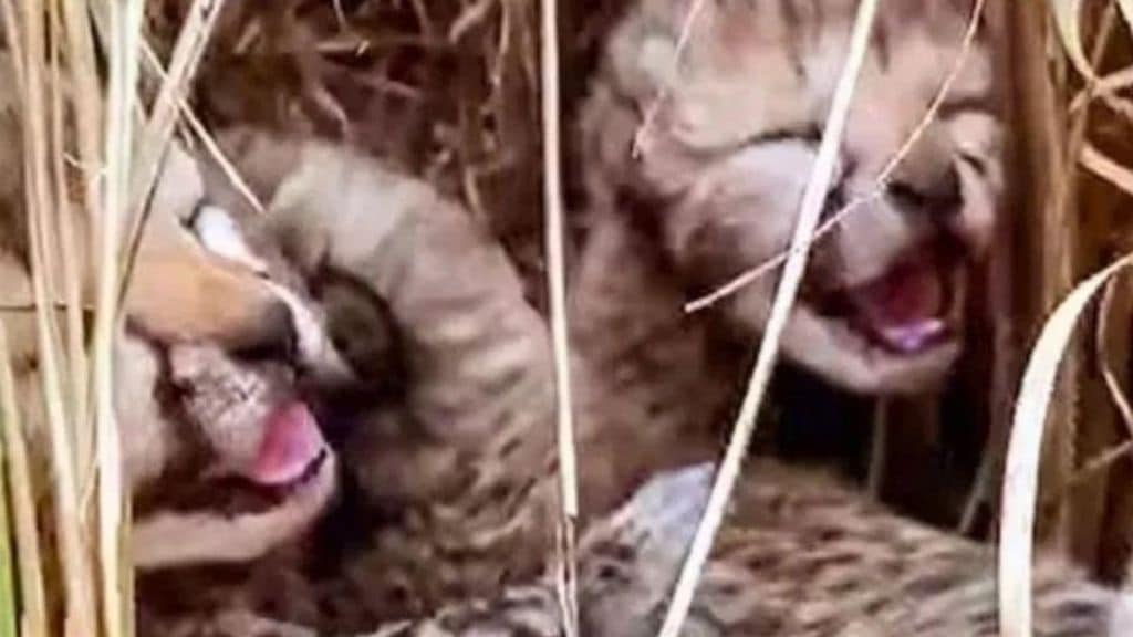 Neerva female leopard gives birth to cubs in Kuno National Park in Madhya Pradesh