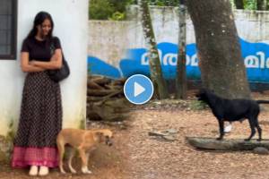 Dog Help Women And Protect From Another Street Dog