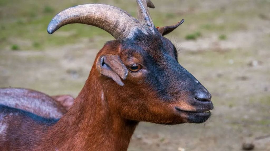 Three goats stolen from Hadapsar area women file case in police station