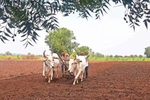 Foodgrain production during Kharif season Crop wise production forecast of Central Government Mumbai