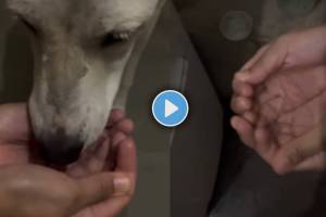 Man Help Streat Dog fed with water in the palm of the hand