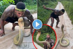 Man Trying to Kiss King Cobra | king cobra shocking video