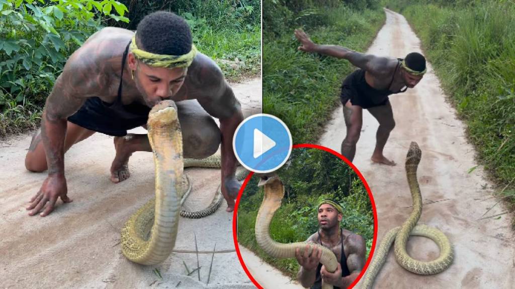 Man Trying to Kiss King Cobra | king cobra shocking video