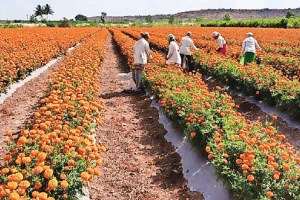 Loksatta lokshivar Agricultural Production Management