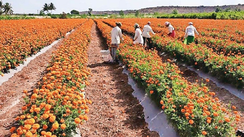 Loksatta lokshivar Agricultural Production Management