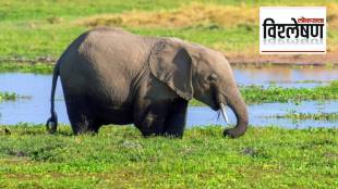 Nehru send an elephant to Tokyo zoo