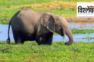 Nehru send an elephant to Tokyo zoo