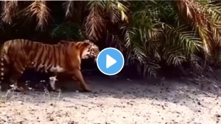 Tiger effortlessly jumps across the river with a single leap Tiger Crossing River By Jump Animal Video