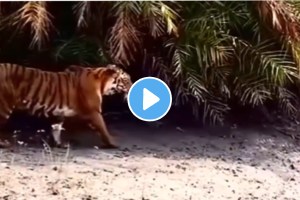 Tiger effortlessly jumps across the river with a single leap Tiger Crossing River By Jump Animal Video