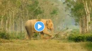 Mother Elephant emotional video elephant dragging the dead body of baby elephant watch video will make your hurt