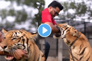 Pakistani creator sparks outrage by placing hand in chained tiger's mouth; shocking video