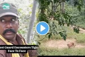 Shocking video: Madhya Pradesh forest guards see tiger face to face, win praise for presence of mind