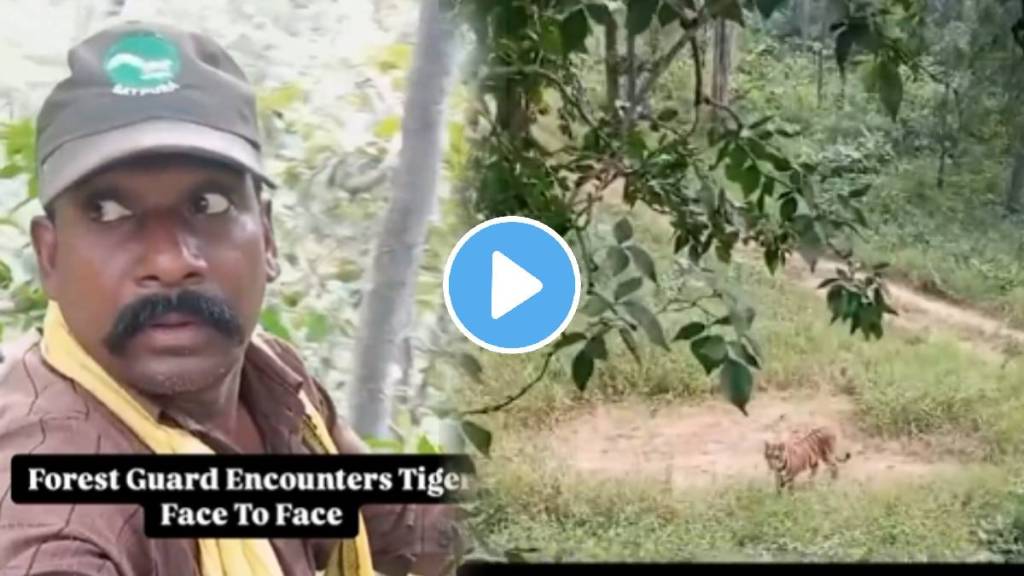 Shocking video: Madhya Pradesh forest guards see tiger face to face, win praise for presence of mind