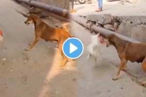 Fight between dog and cock people surprise after result dog scared from this bird watch viral video