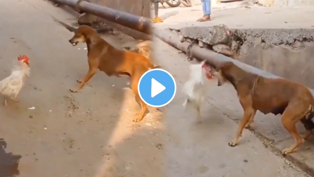 Fight between dog and cock people surprise after result dog scared from this bird watch viral video