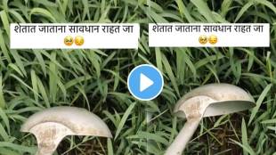 Farmers be careful while working in farms snake was hiding under the gras many snakes found in farm shocking video