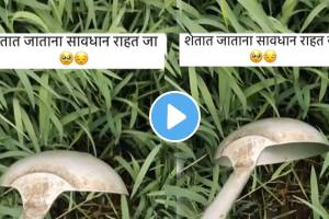 Farmers be careful while working in farms snake was hiding under the gras many snakes found in farm shocking video