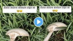 शेतकऱ्यांनो सावधान! शेतात जरा जपून टाका पावलं; एक चूक पडेल भारी, VIDEO पाहून प्रत्येकाला फुटेल घाम