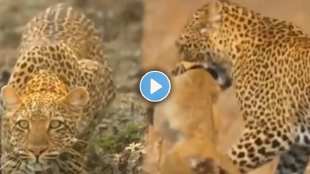 Leopard's tactics for monkey hunting