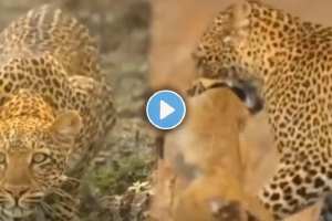 Leopard's tactics for monkey hunting