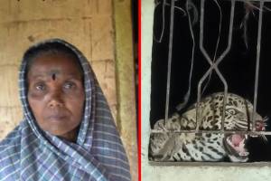 leopard trapped Surgana Taluka Avalpada,